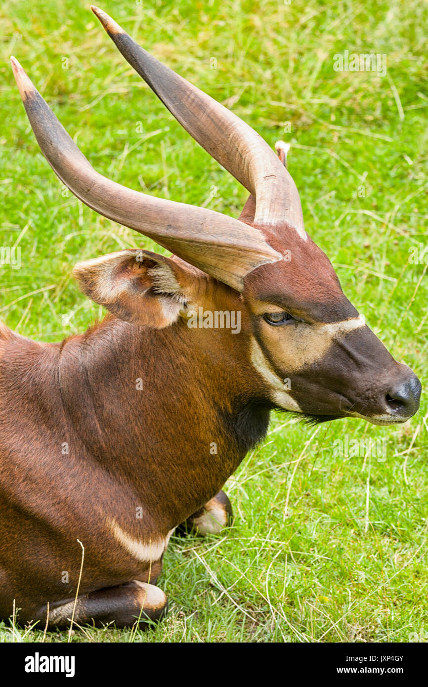 Eastern or mountain bongo (Tragelaphus eurycerus isaaci) a critically endangered species of African forest antelope  Model Release: No.  Property Release: No. Stock Photo