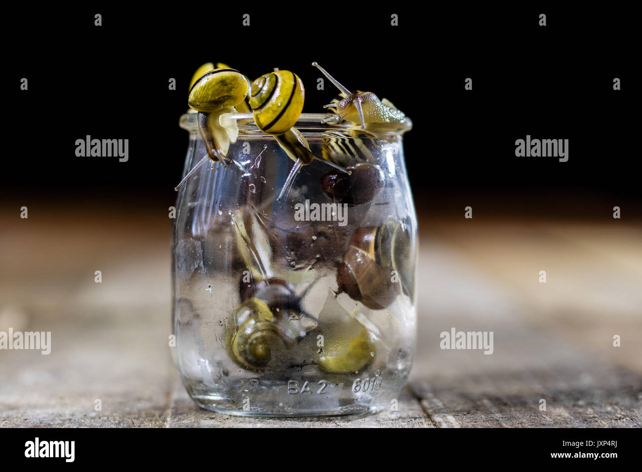 Colorful snails big and small in a glass jar. Wooden table, black