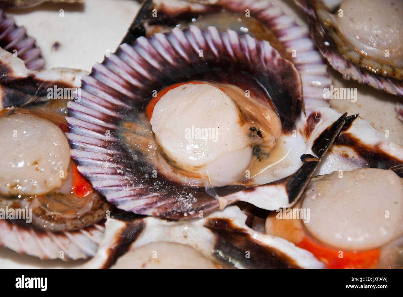 Seafood scallops two types of meat in one shell stock photo alamy
