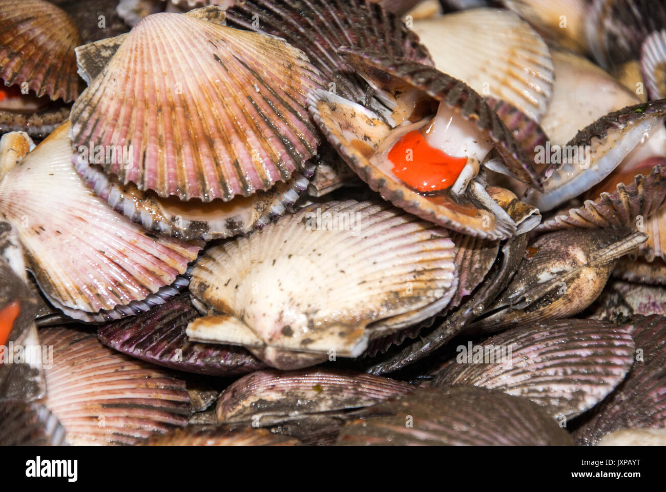 Seafood scallops two types of meat in one shell stock photo alamy
