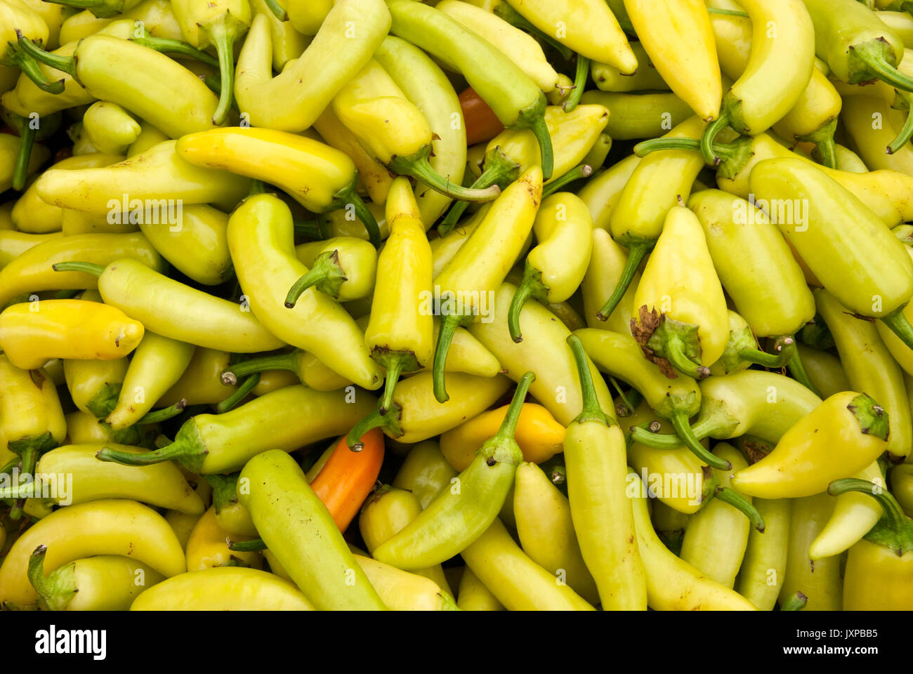 Vegetable Garden Yellow Chile Peppers Banana Peppers Stock Photo