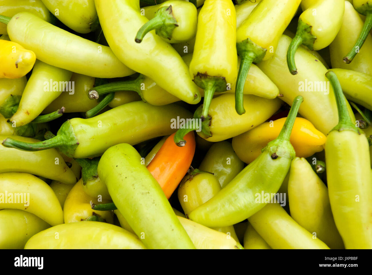 Vegetable Garden Yellow Chile Peppers Banana Peppers Stock Photo