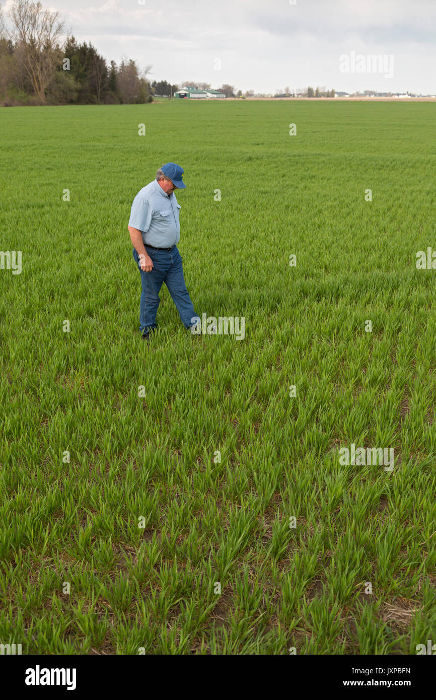 Chesaning, Michigan - Wheat farmer David Eickholt inspects his crop early in the season. Stock Photo
