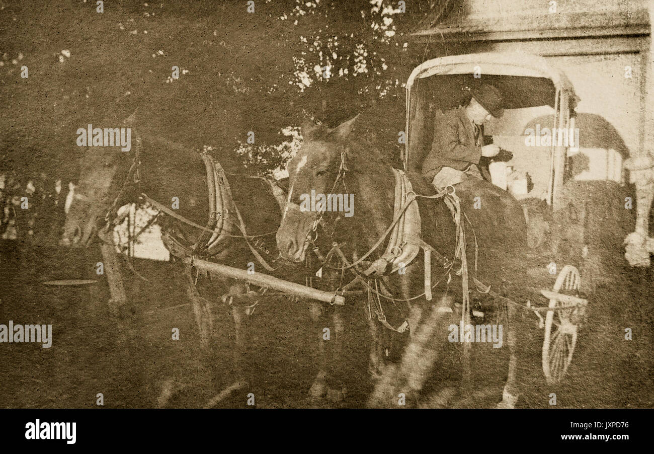 Two horses hitched to a a carriage with a man sitting in the carriage Minnesota 1907-1908minnesota Stock Photo