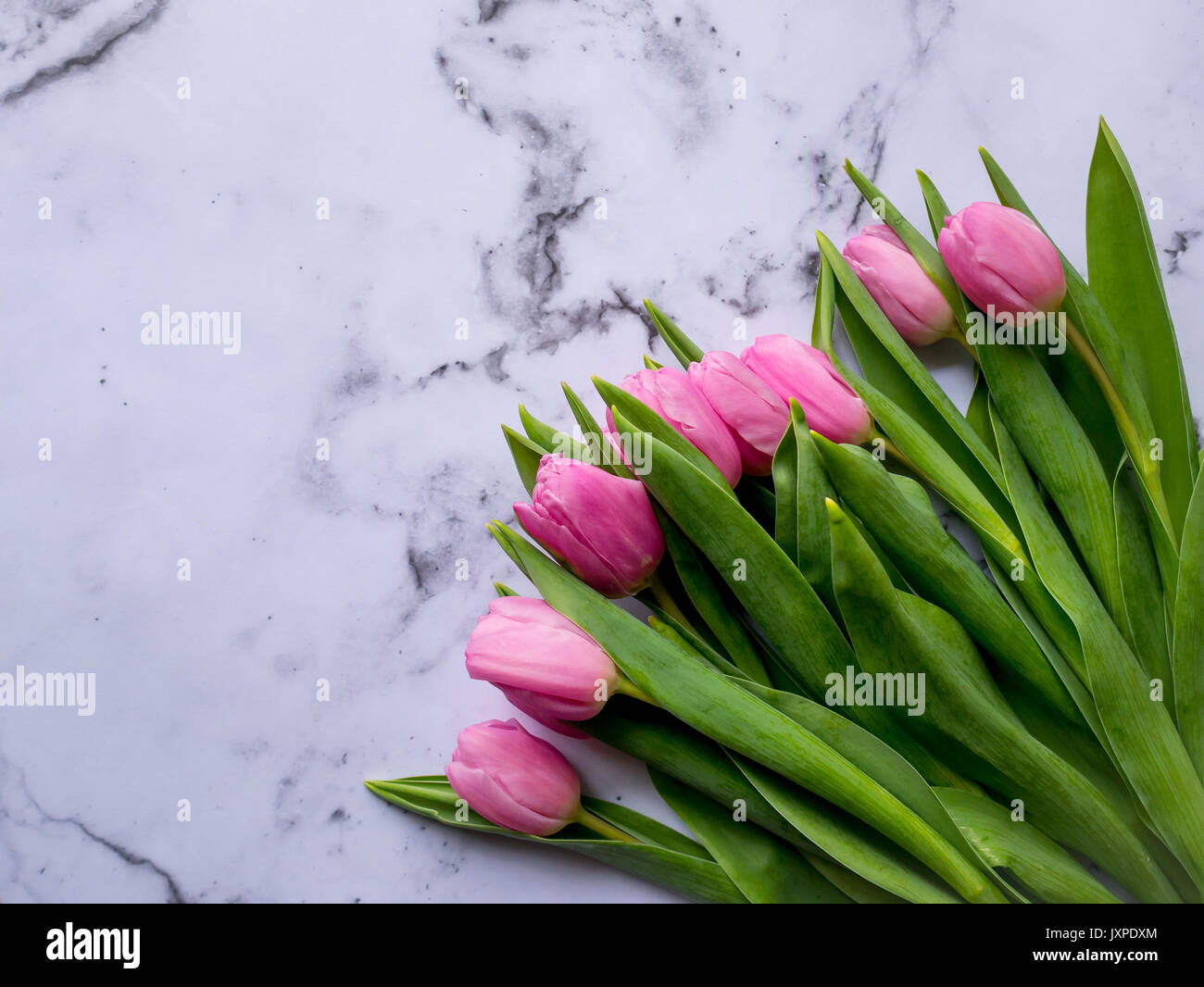 Bunch of pink tulips on a marble table. Flat lay. Landscape format. Stock Photo