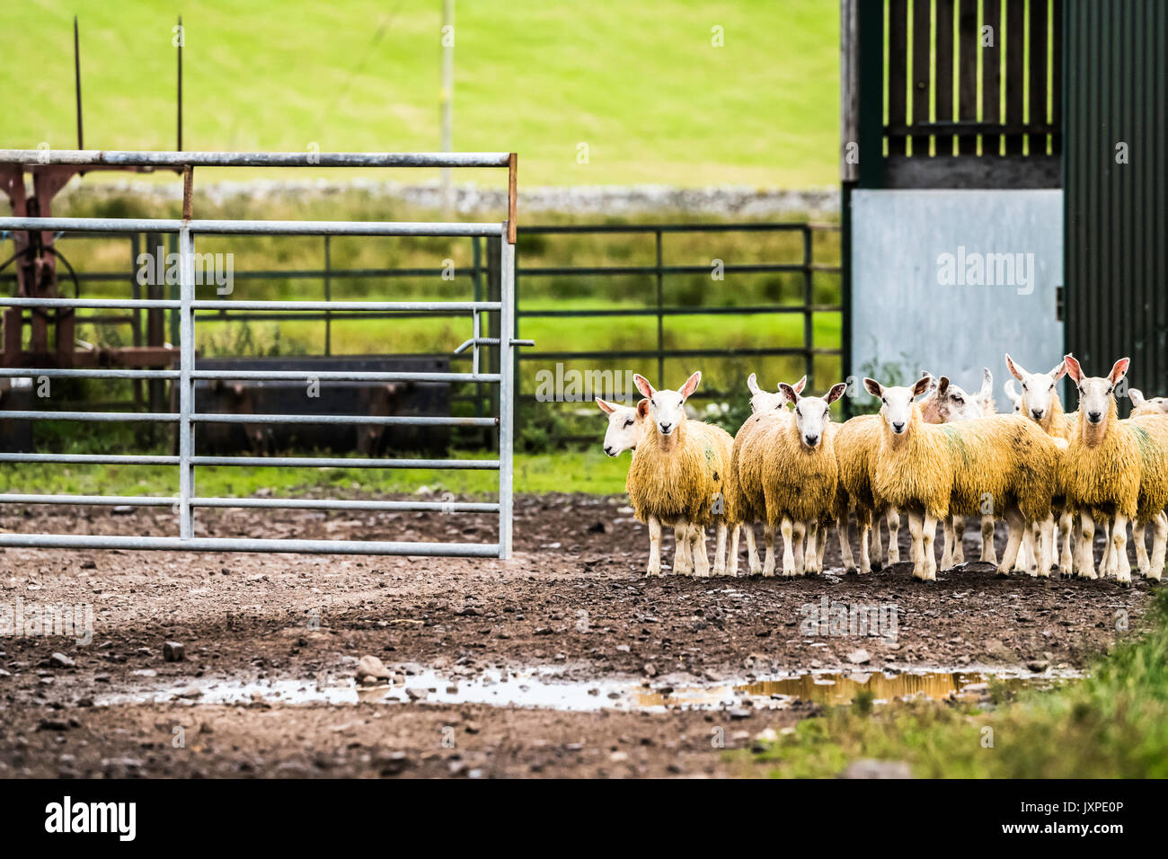 Sheep Dipping Stock Photos & Sheep Dipping Stock Images Alamy