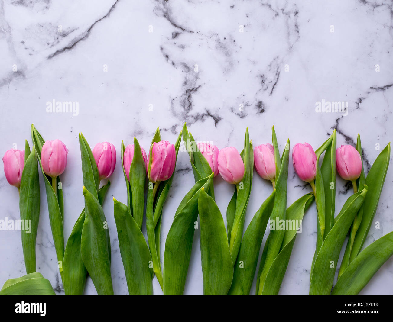 Pink tulips arranged in a line on a marble table. Flat lay. Landscape format. Stock Photo