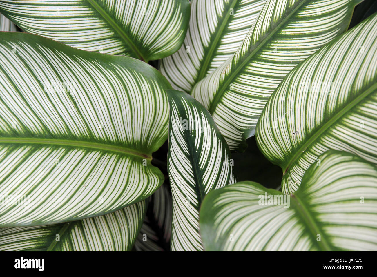 Malaysian rain forest plant Stock Photo