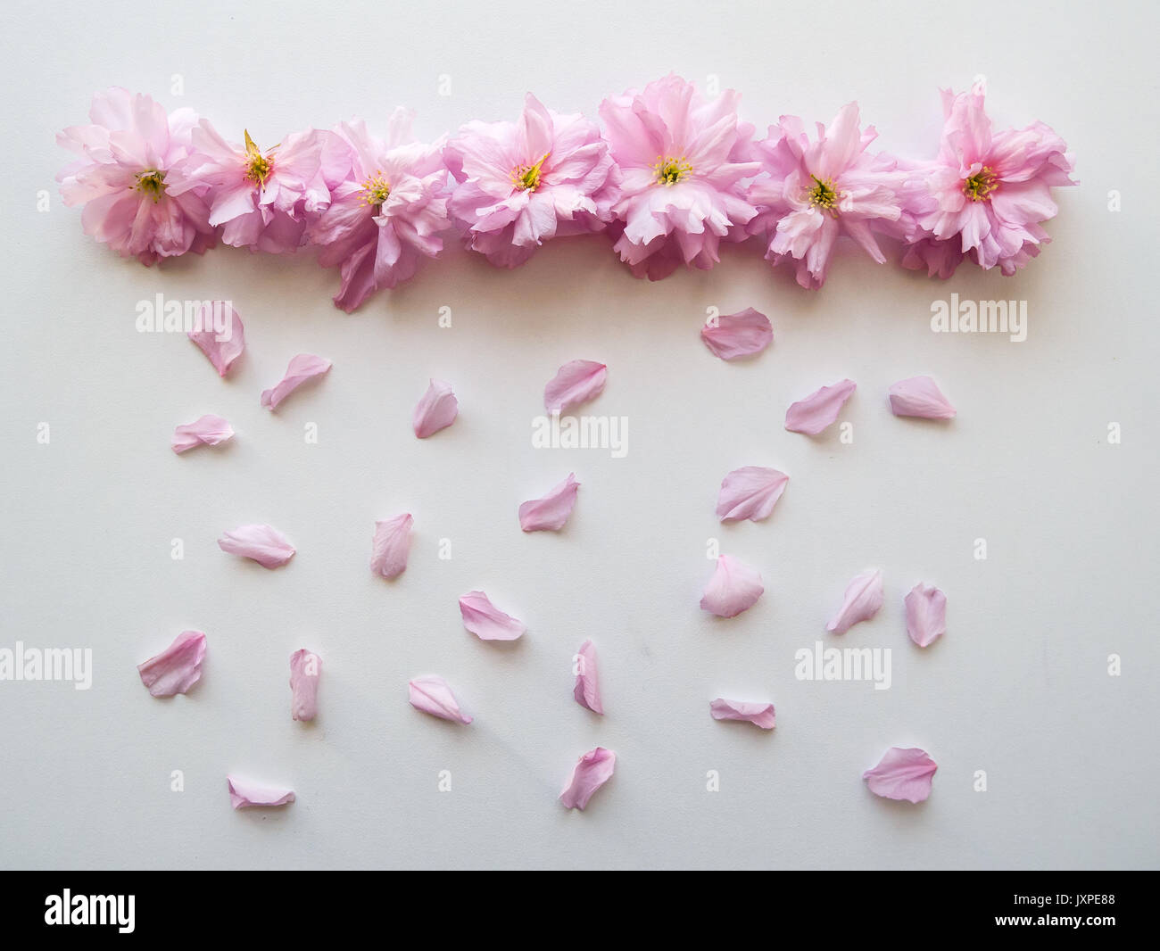 Pink flowers arranged in a line with petals simulating rain on a white table. Top view. Landscape format. Stock Photo