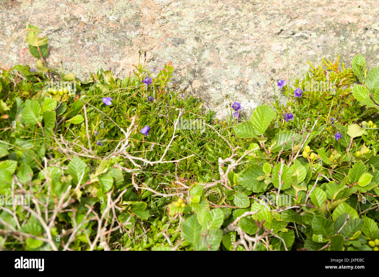Despite a harsh and windswept environment their are many flowers