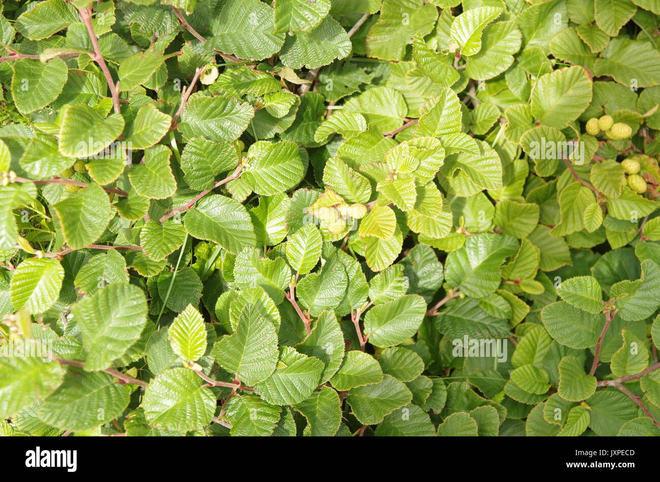 Despite a harsh and windswept environment their are many flowers