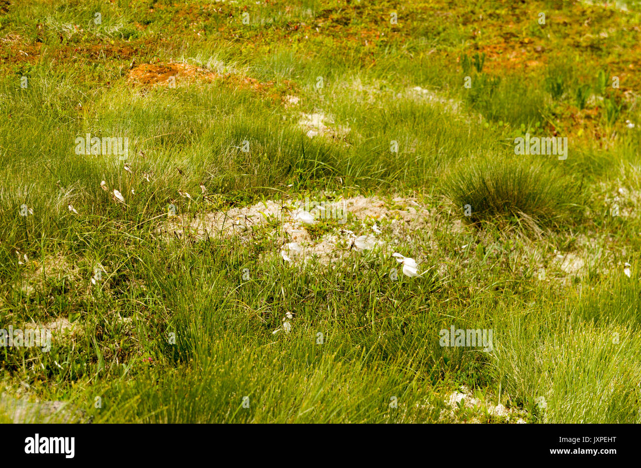 Despite a harsh and windswept environment their are many flowers