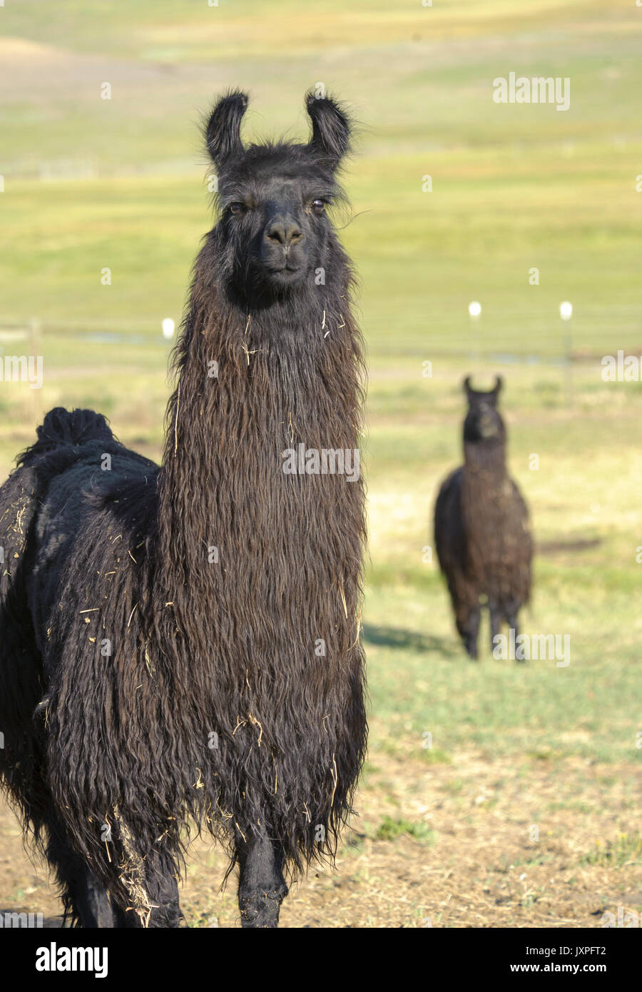 llamas with afros