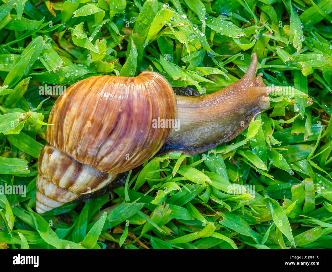 Snail in Kauai Hawaii Stock Photo Alamy