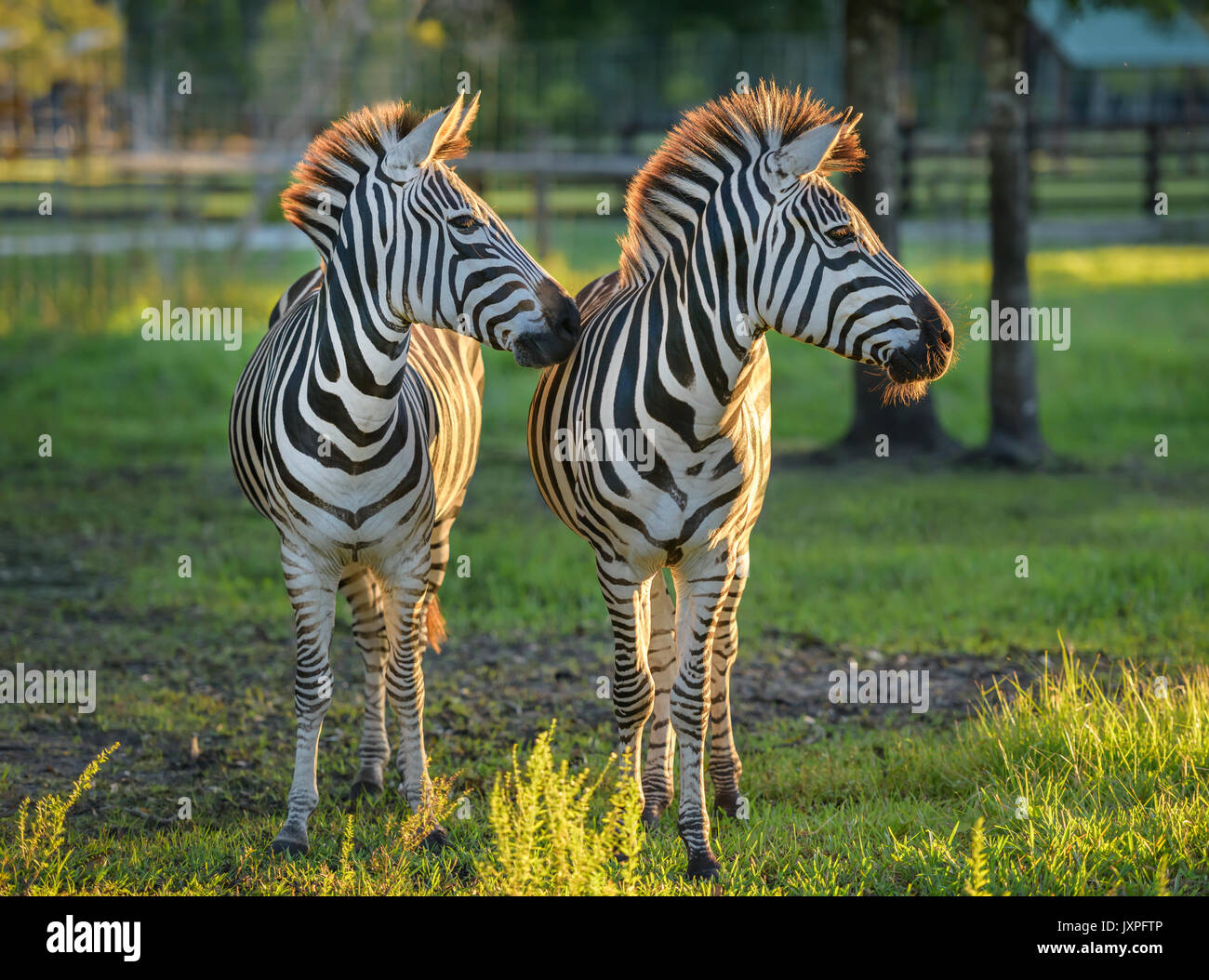 Pair of pet zebra in green paddock Stock Photo