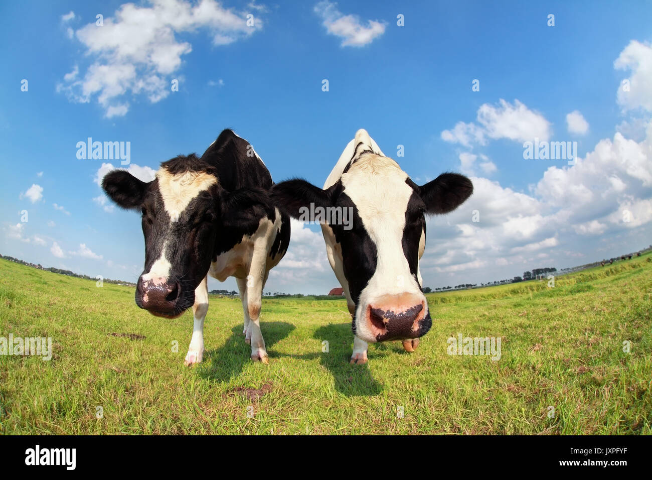 two funny cows snouts on pasture via fisheye lens Stock Photo - Alamy