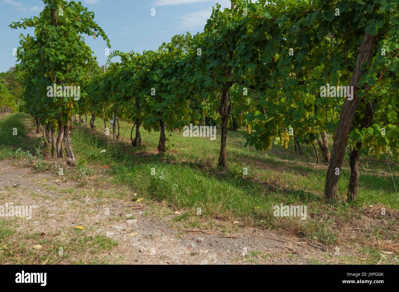 Beautiful vineyards at summer, on the  Euganean hills, Italy. Taken during late evening on August 6, 2017. Stock Photo