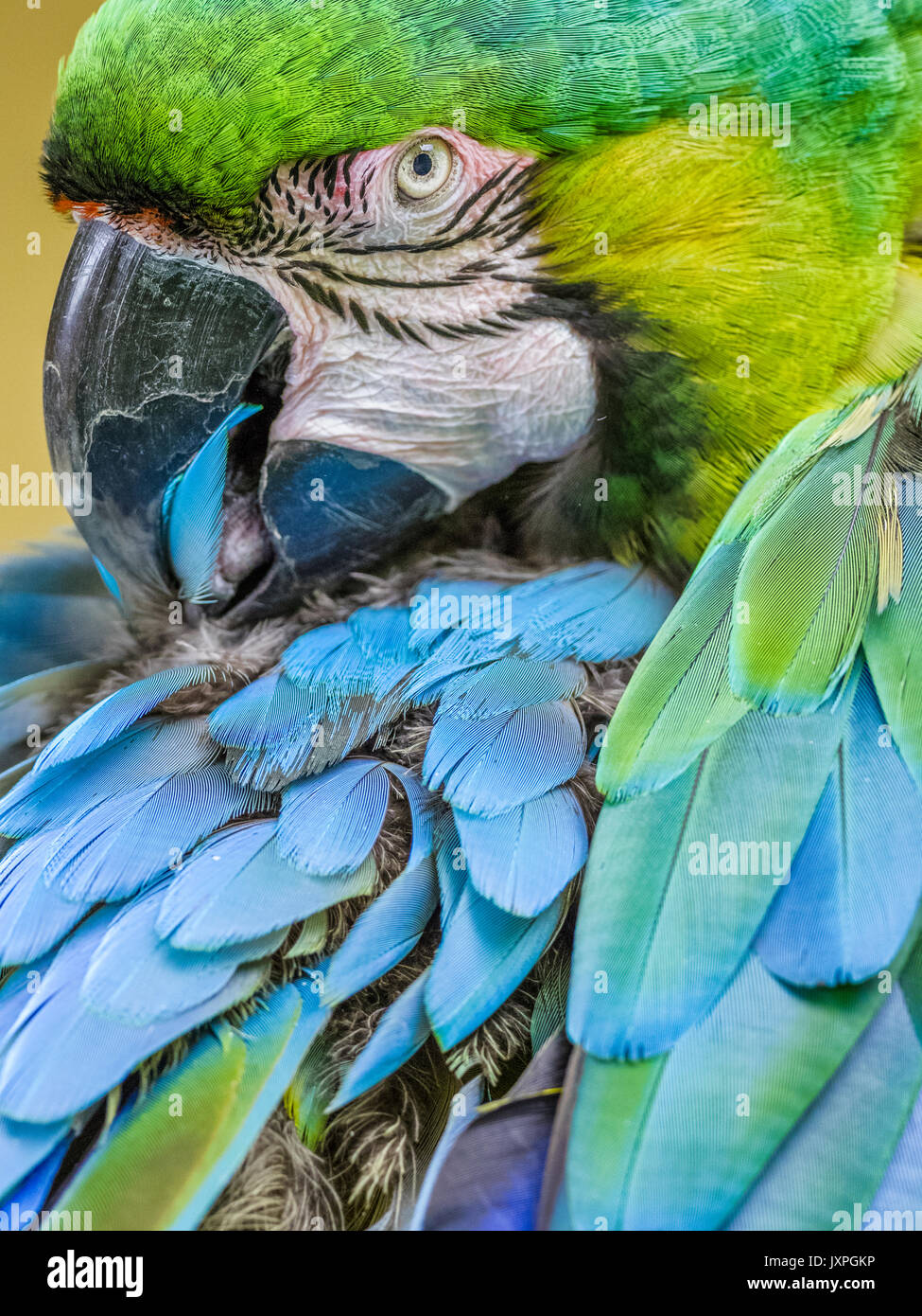 Parrot on Kauai Stock Photo