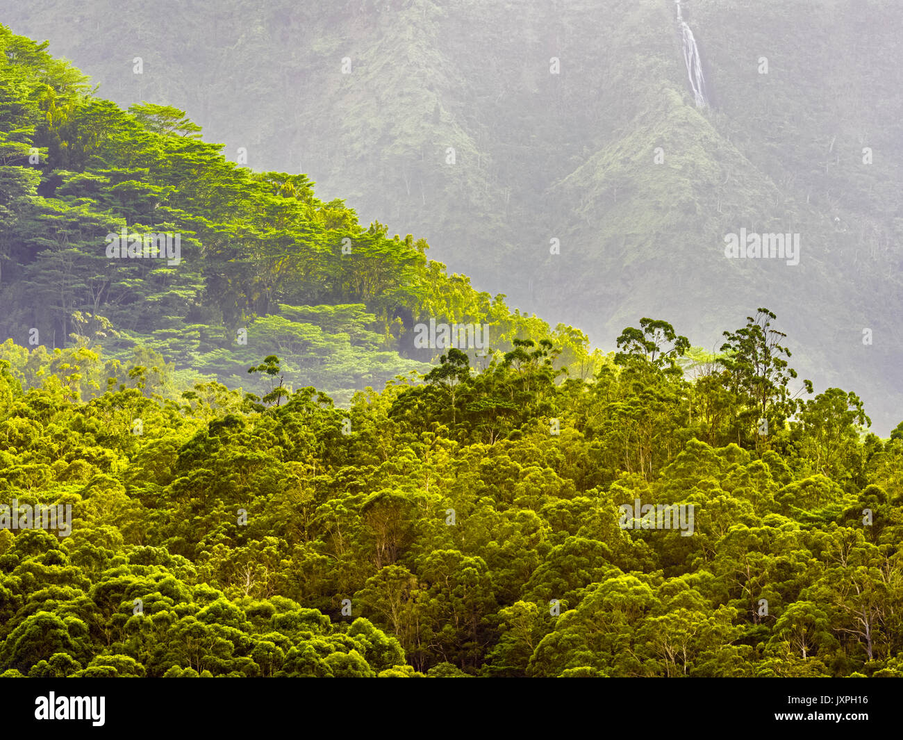 Rain forest canopy on Kauai Stock Photo Alamy