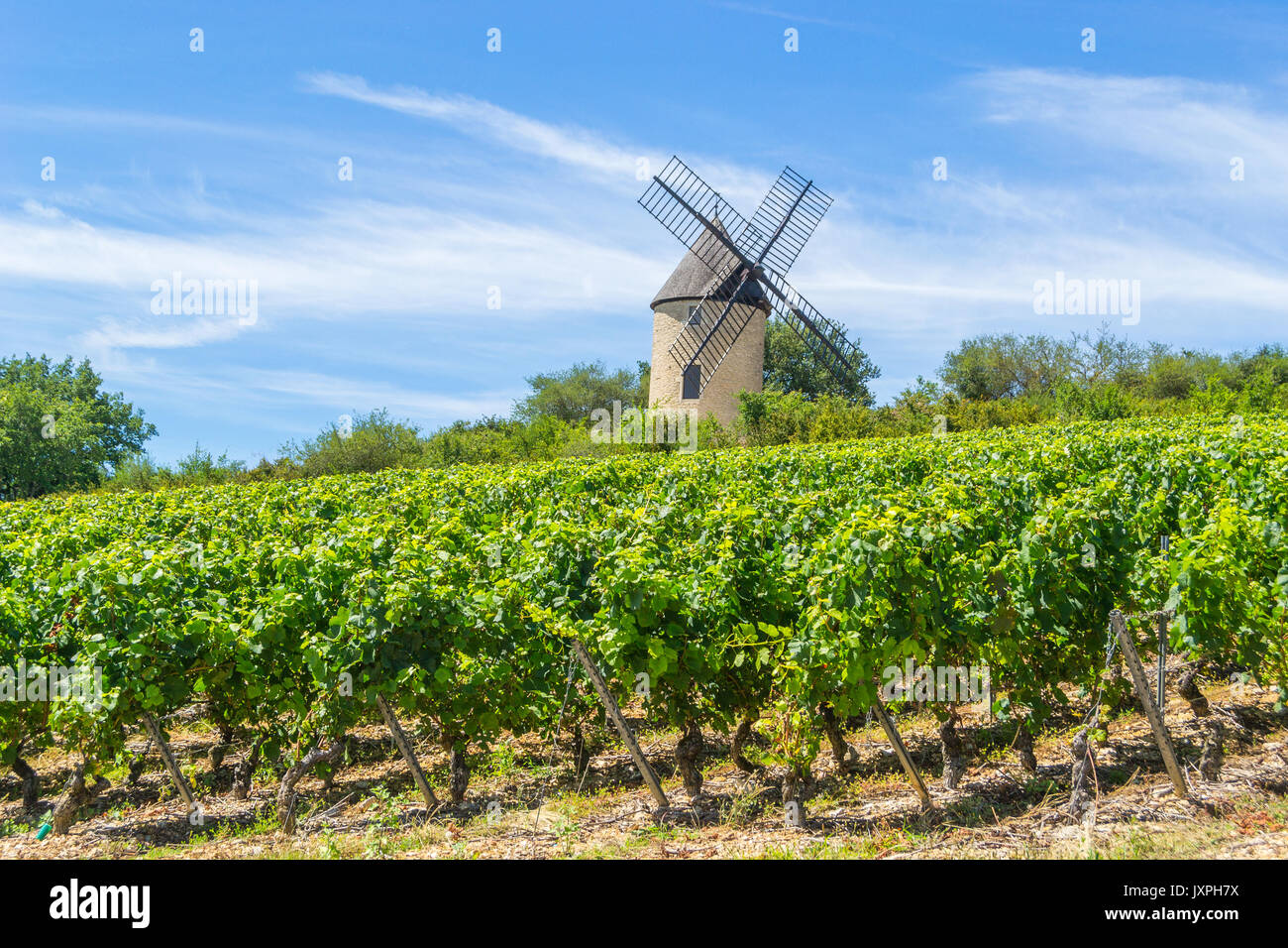 Vineyard and Windmill of Santenay, France Stock Photo