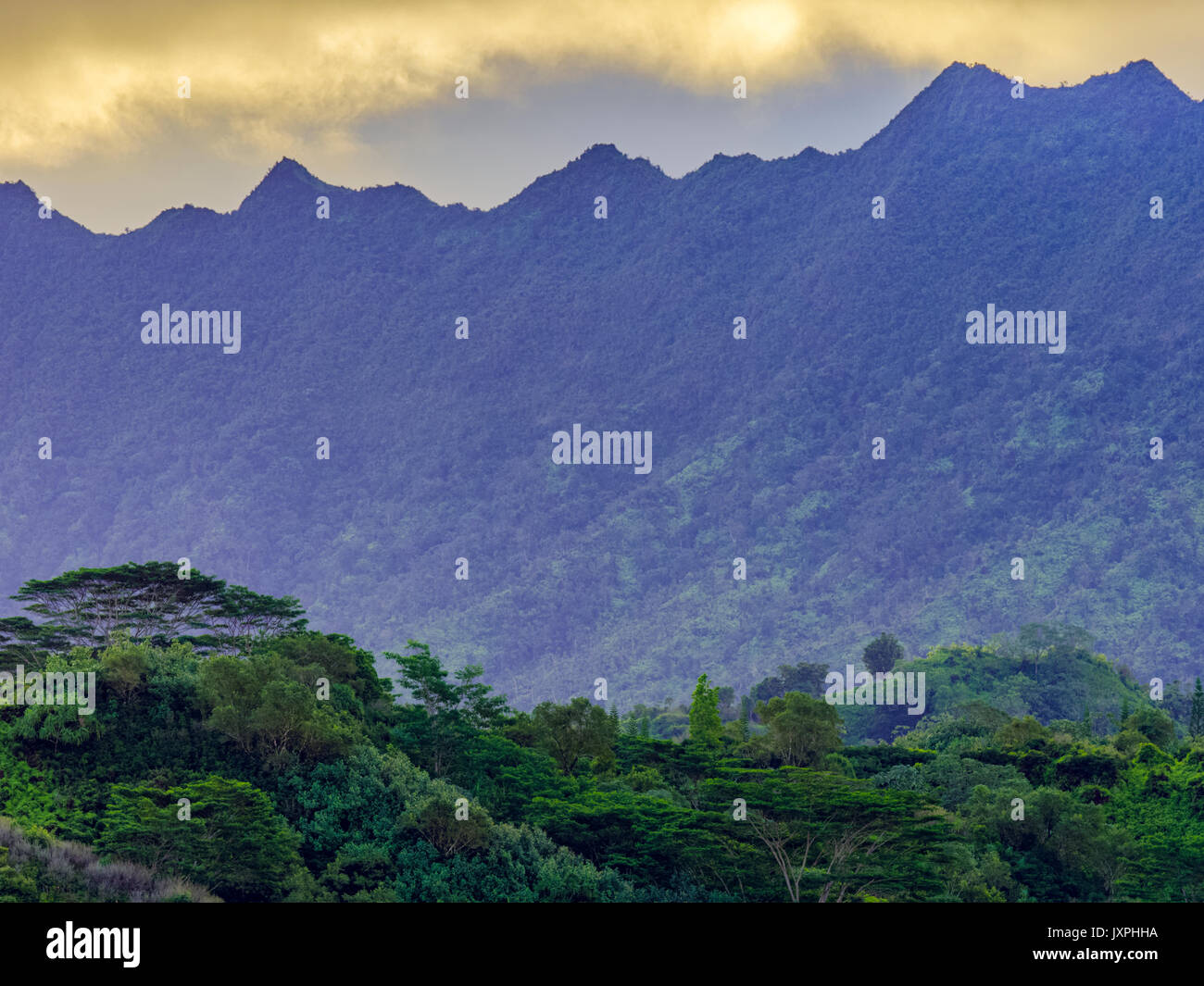 Rain forest canopy on Kauai Stock Photo Alamy