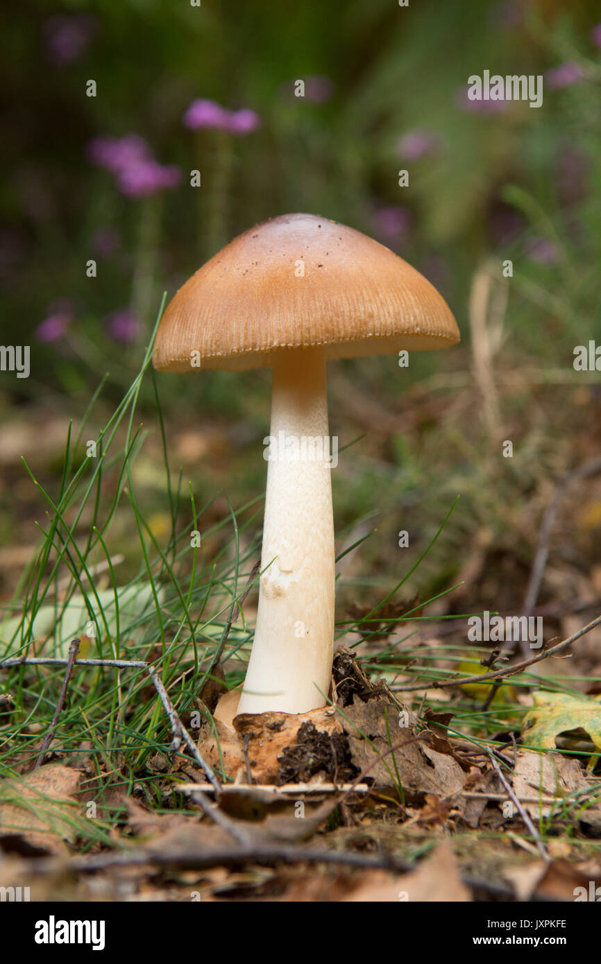 Tawny Grisette, Amanita fulva. toadstool, mushroom, Sussex, UK. August. Stock Photo