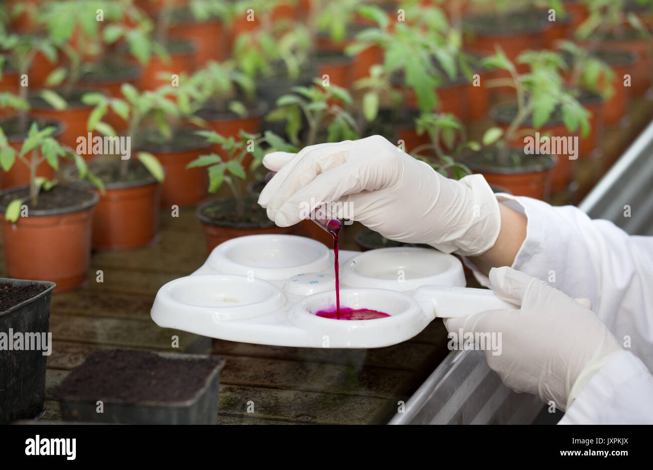 Close up of biologist's hands working with chemicals samples on plant
