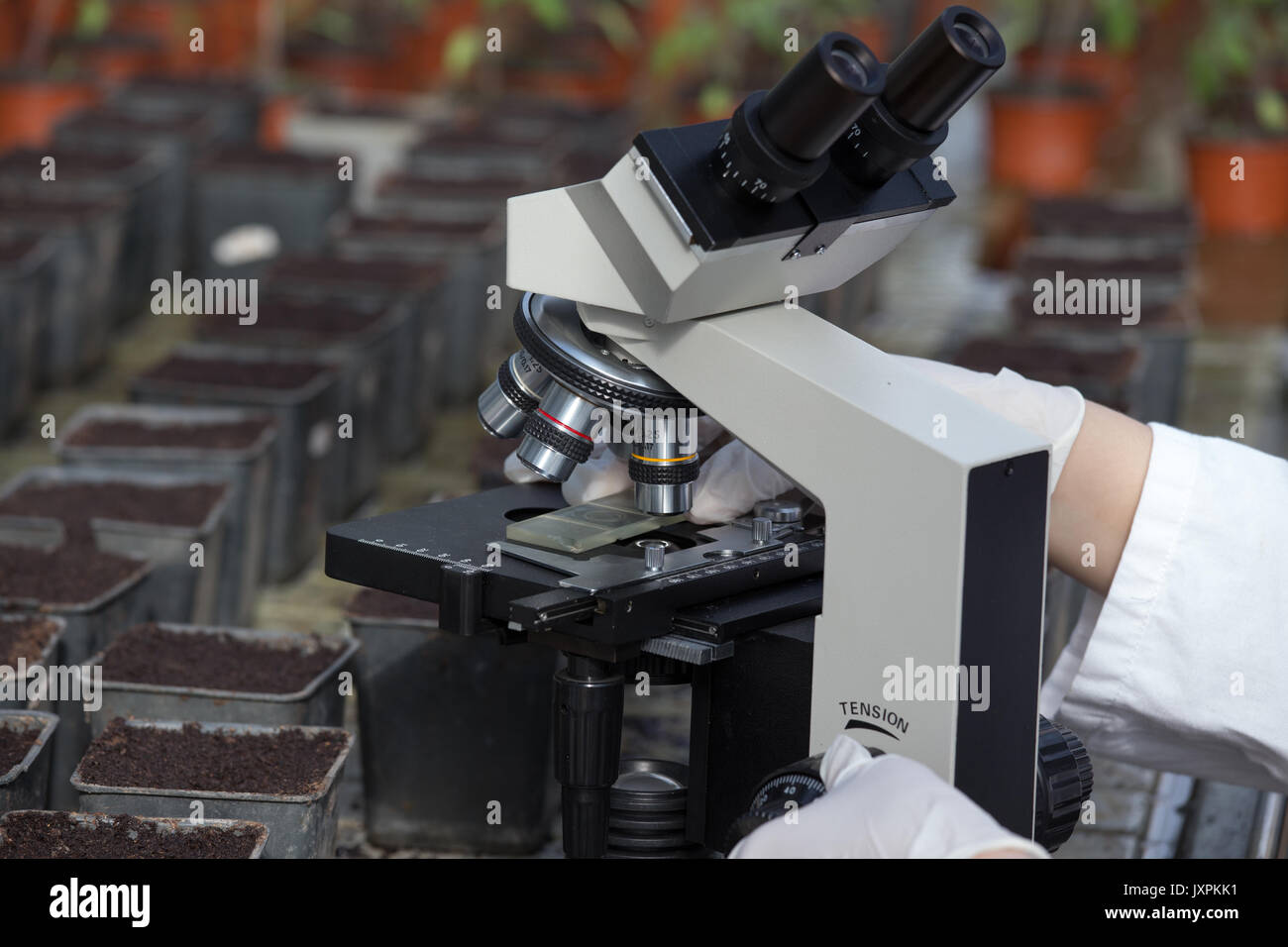 Close up of biologist's hands with protective gloves working on microscope with flower pots around in greenhouse. Plant protection concept Stock Photo