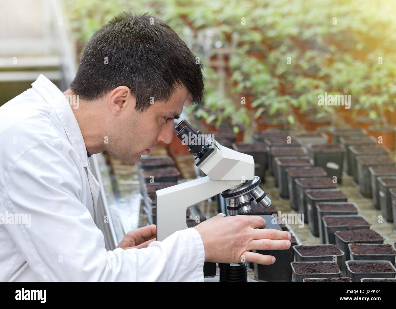 Biologist in white coat sitting beside microscope in green house and researching sprouts growth. Plant protection concept Stock Photo
