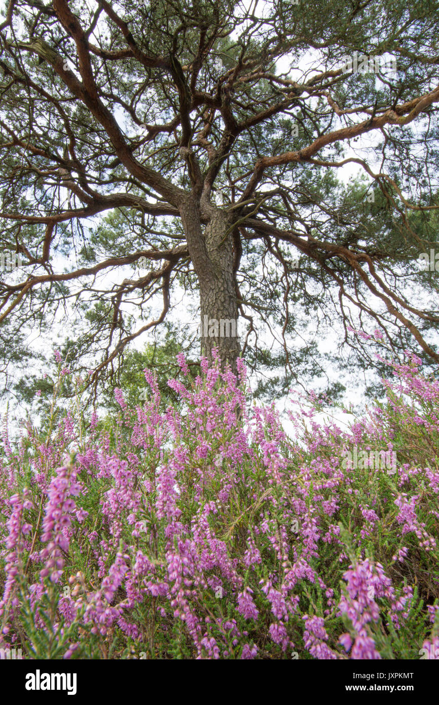 Iping and Stedham Commons, Midhurst, Sussex. August., Ling, Calluna vulgaris, Scots Pine, Pinus sylvestris,  Lowland heath. Stock Photo