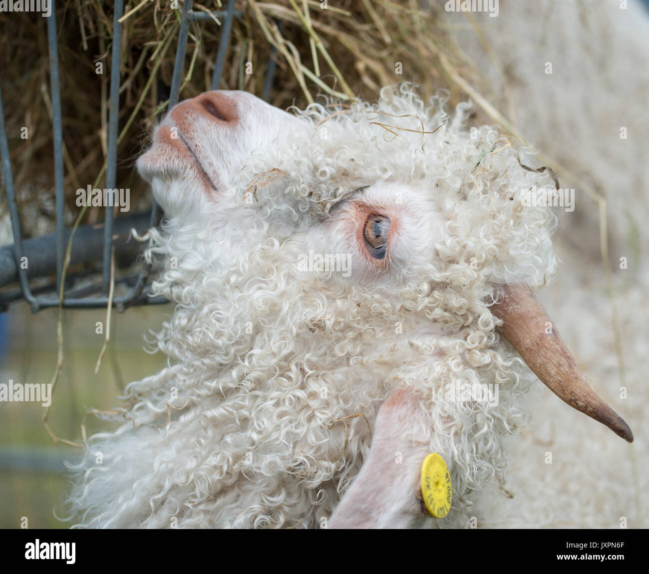 Angora goat eating hay Stock Photo