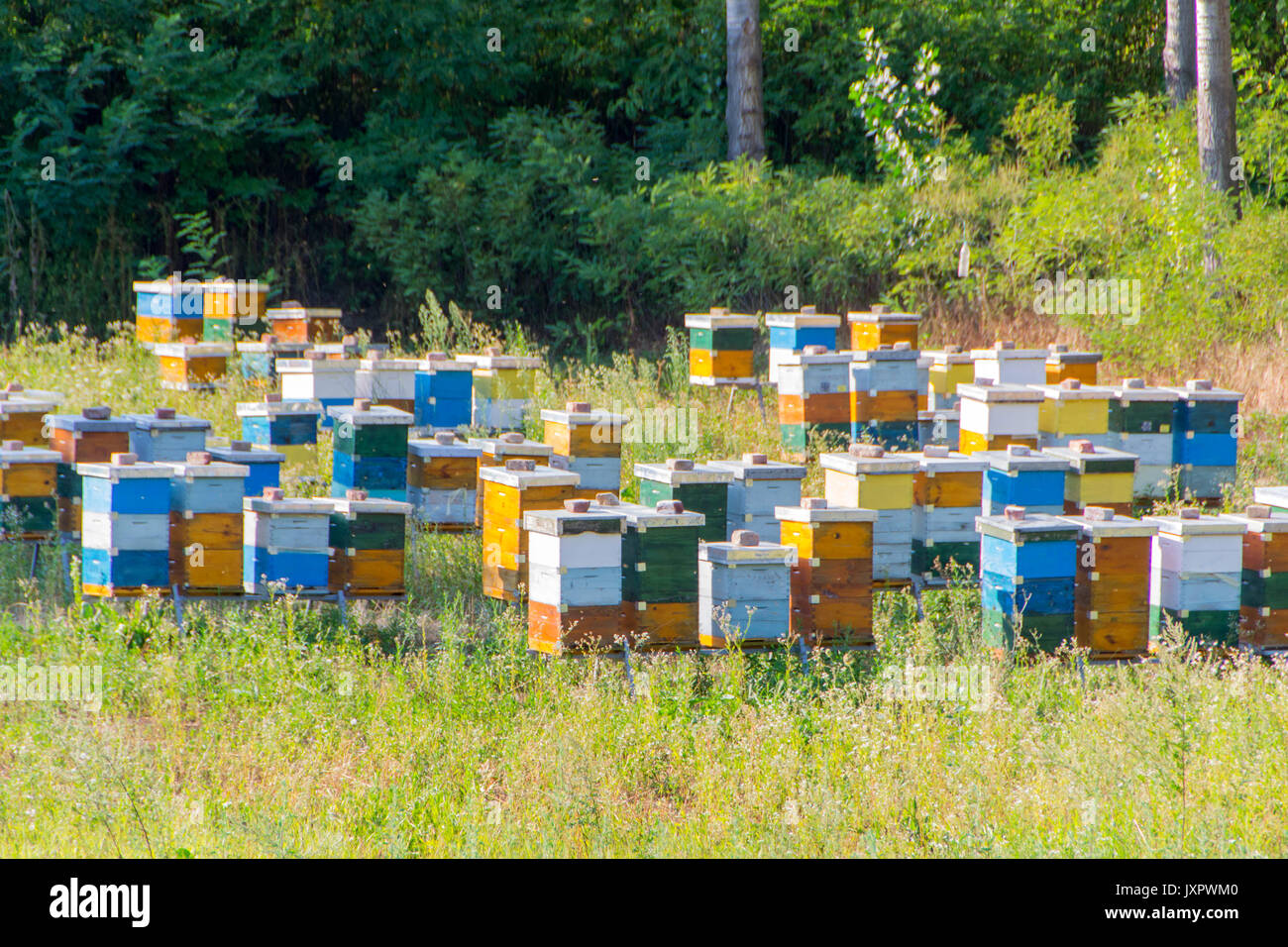 Colourful beehives. Beehives with bees in a honey farm Stock Photo