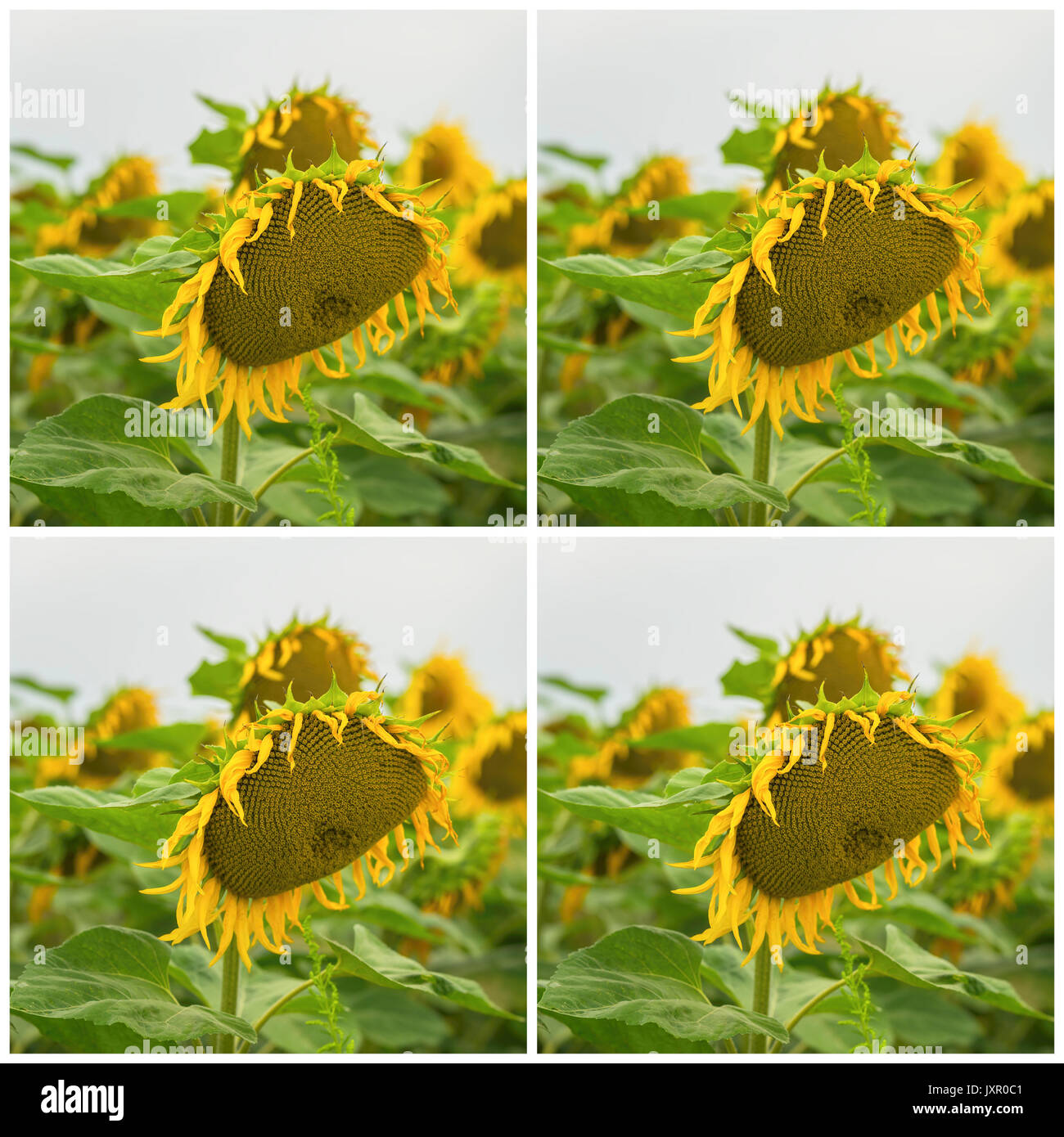 Collage of organic sunflowers closeup. Beautiful summer square