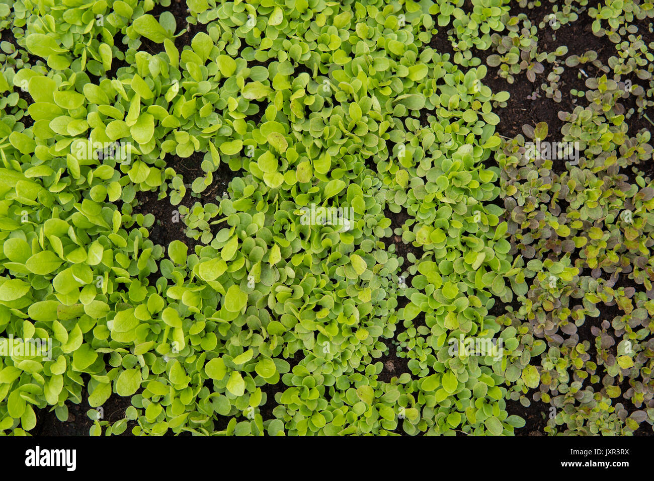 Close up farm fresh hi-res stock photography and images - Alamy