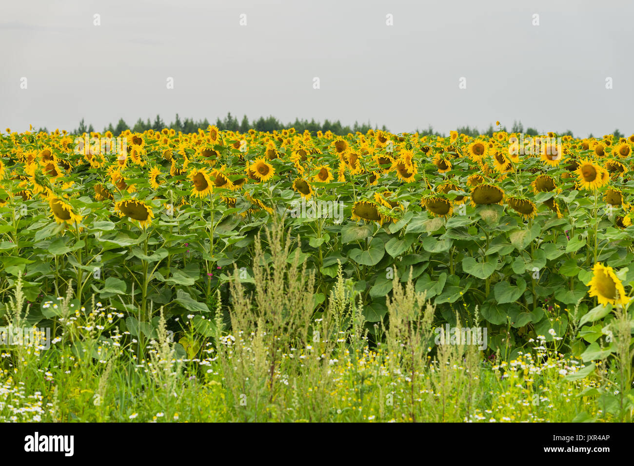 Field of sunflowers, source of vegetable oil with amazing healing