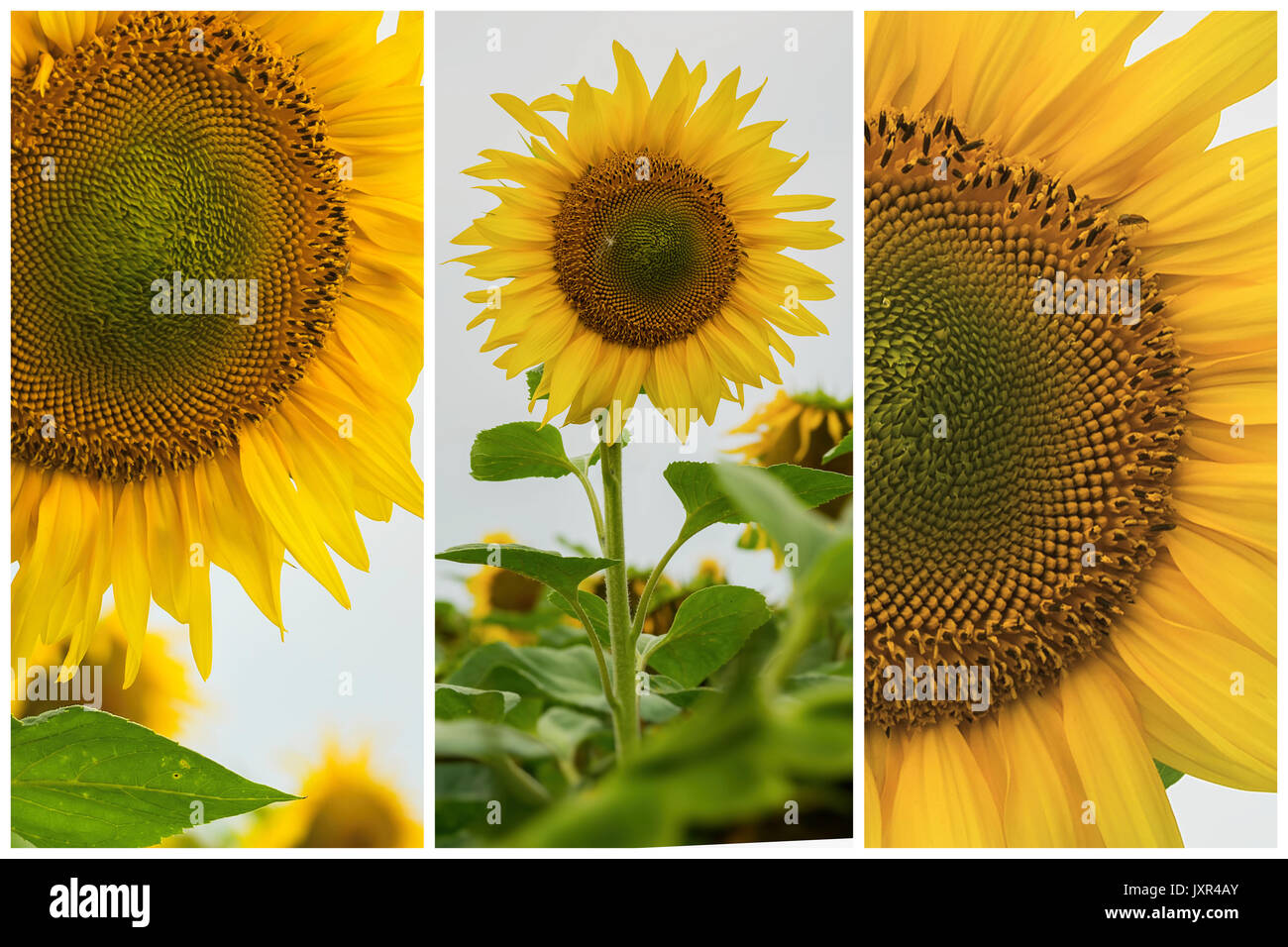 Collage of organic sunflowers closeup. Beautiful summer background on