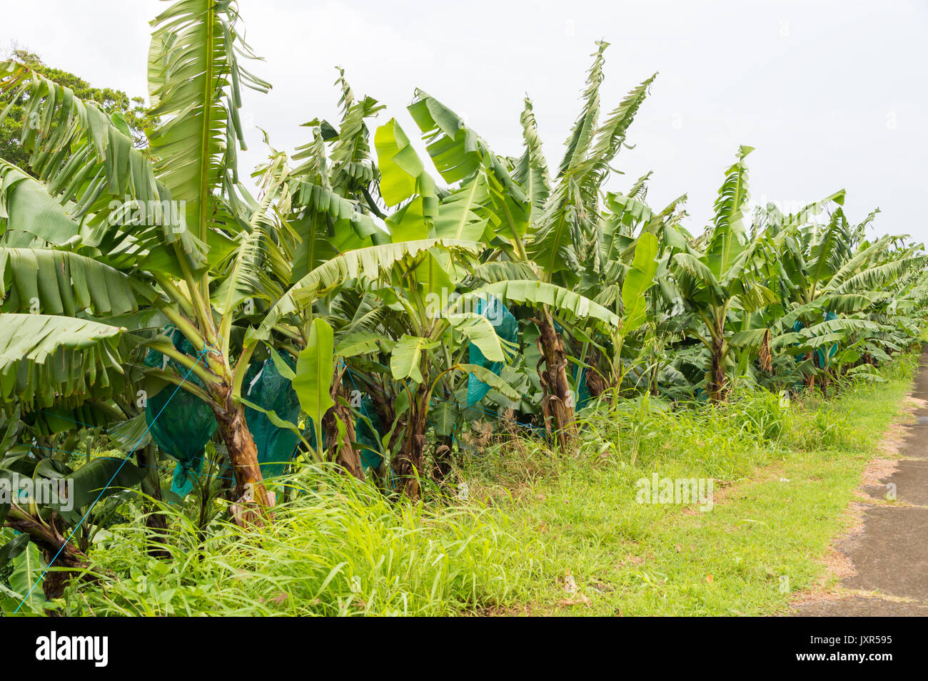 Plantation of banana trees in Martinique Stock Photo - Alamy