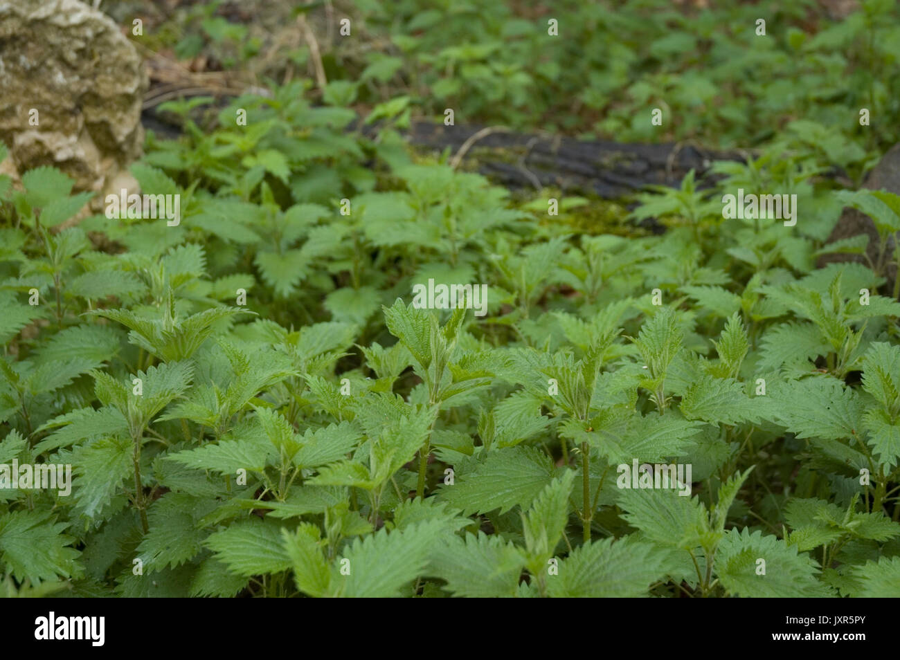 young stinging nettles Stock Photo Alamy