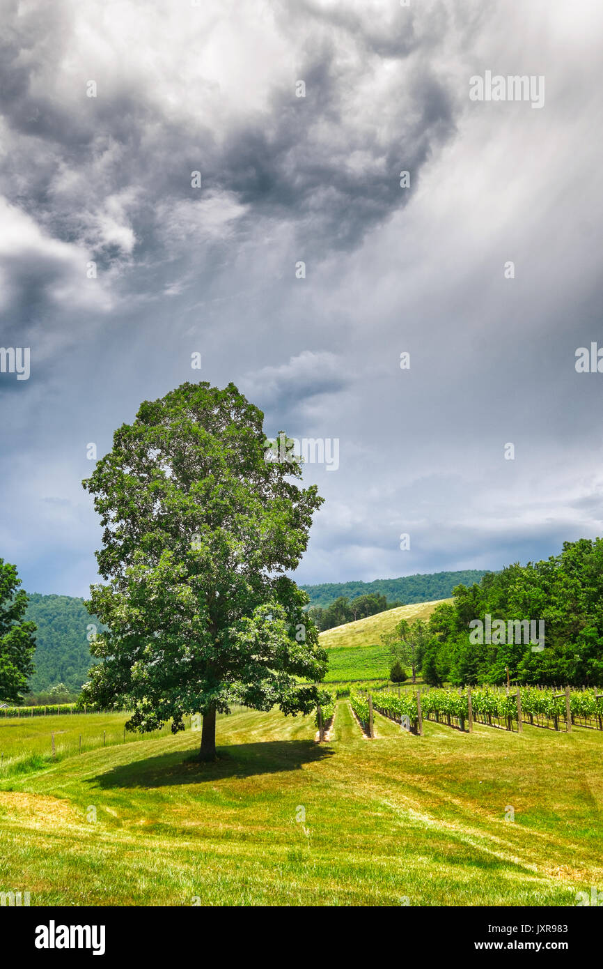 Tall tree in a field under a storm cloud Stock Photo