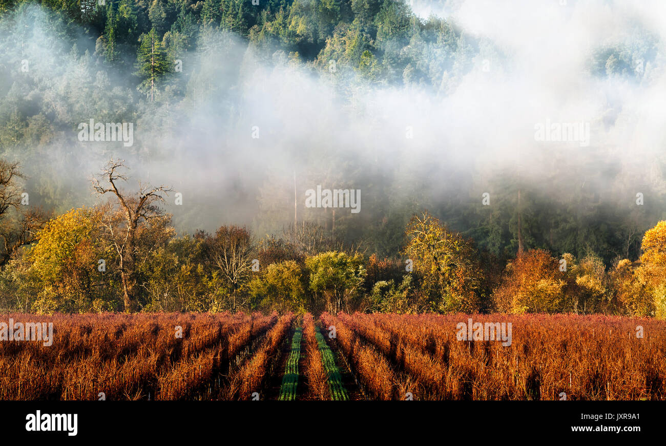 California wine country vineyard landscape with fog drifting in the background. Fall color Stock Photo