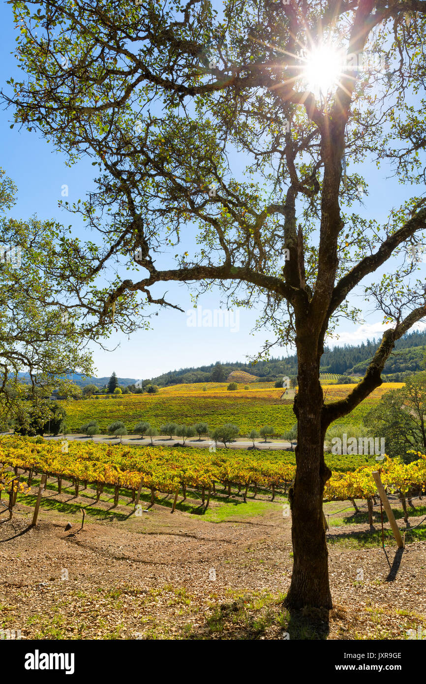 California wine country vineyard landscape Stock Photo