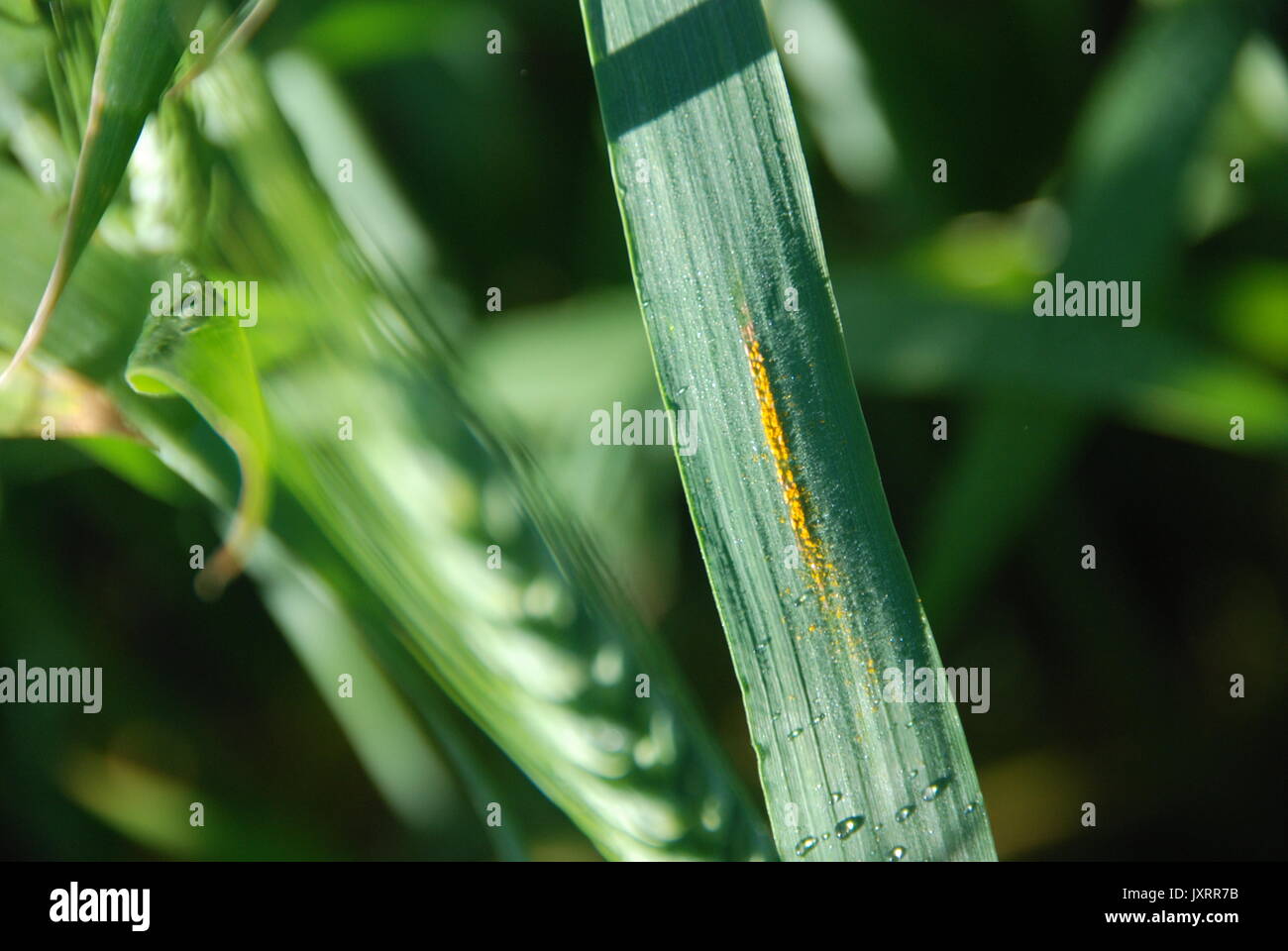 Stripe Rust on Wheat Leaf (Puccinia striiformis) Stock Photo