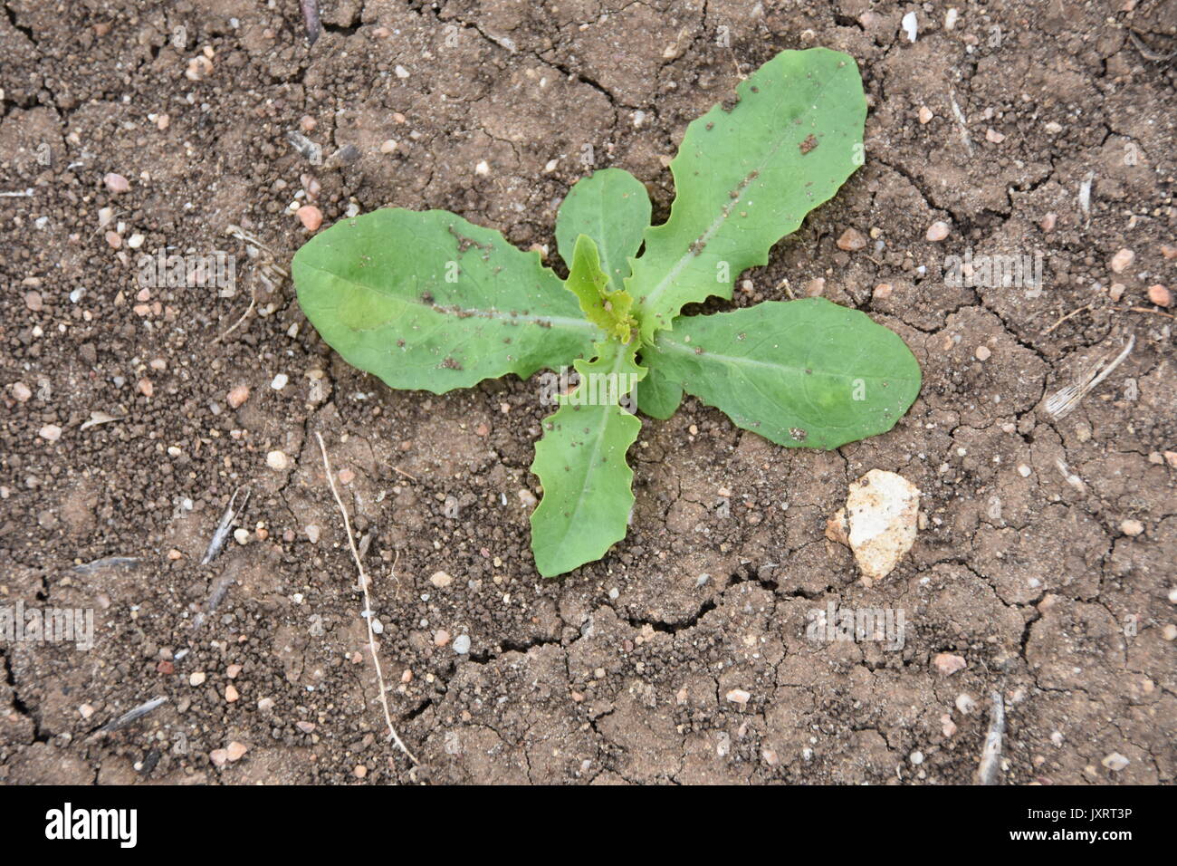 Prickly Lettuce (Lactuca serriola) Stock Photo