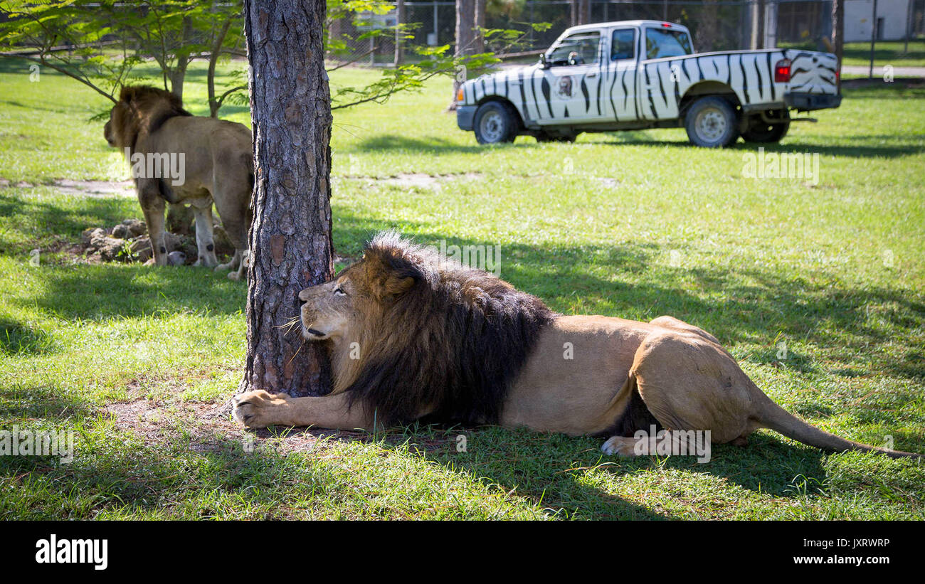 lion country safari lion country safari
