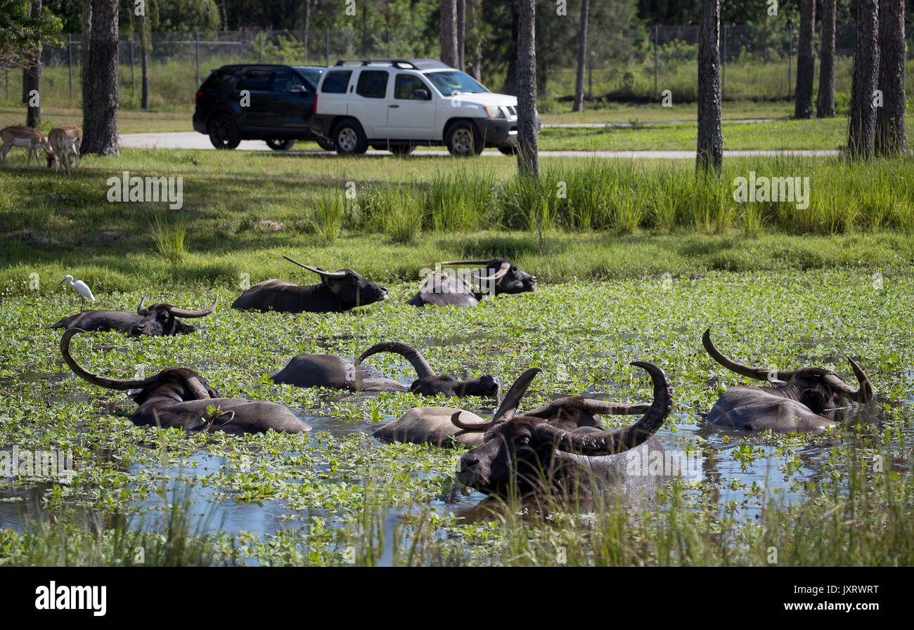 https://c8.alamy.com/comp/JXRWRT/loxahatchee-florida-usa-16th-aug-2017-asiatic-water-buffalo-keep-cool-JXRWRT.jpg