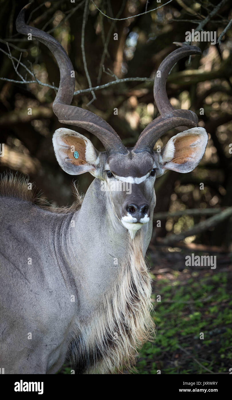 Loxahatchee, Florida, USA. 16th Aug, 2017. Greater Kudu are from Eastern and Southern Africa and can weigh up to 690 pounds. Lion Country Safari is celebrating 50 years in Loxahatchee, Florida on August 16, 2017. Credit: Allen Eyestone/The Palm Beach Post/ZUMA Wire/Alamy Live News Stock Photo