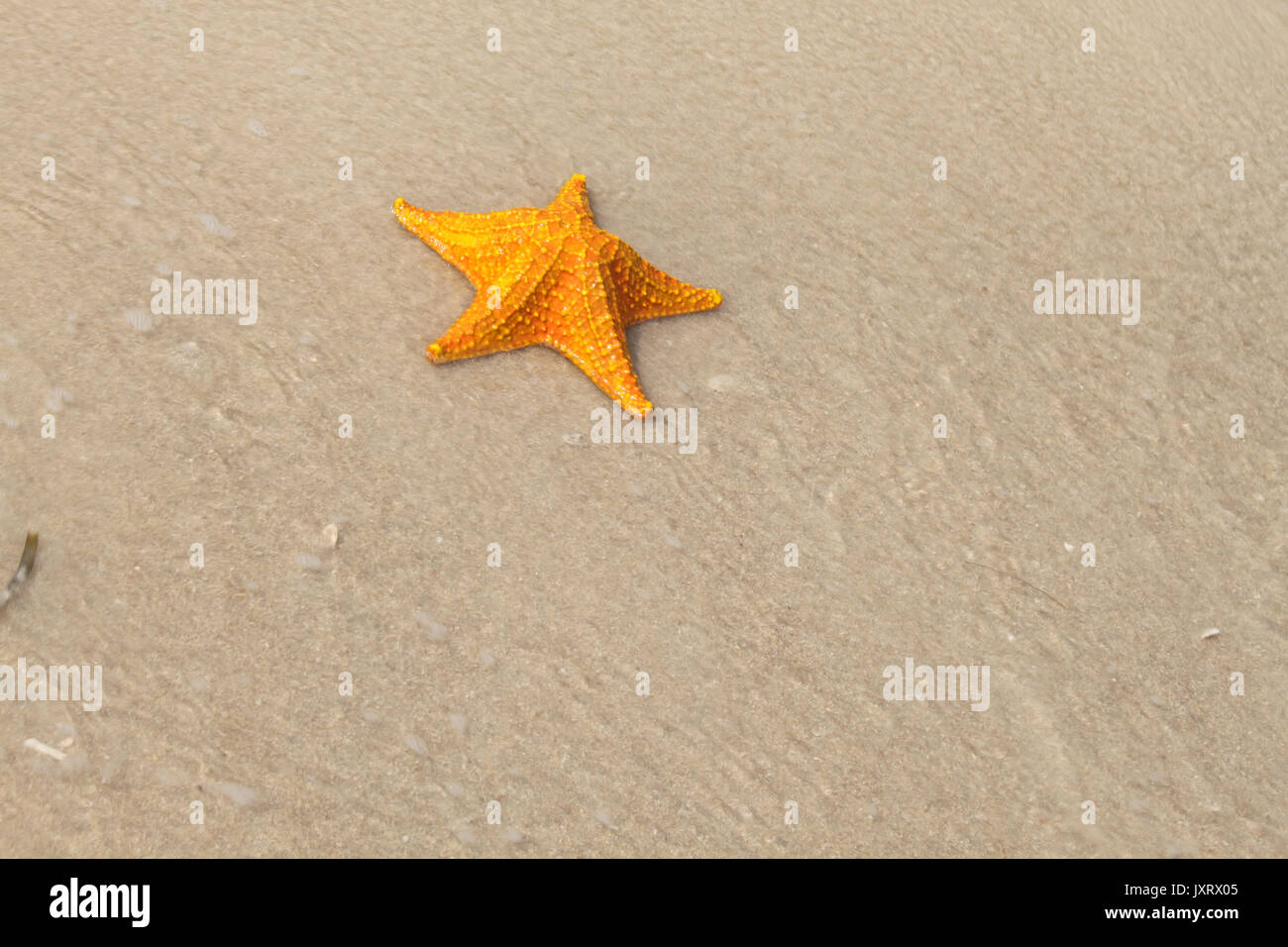 A large starfish on golden sandy beach Stock Photo