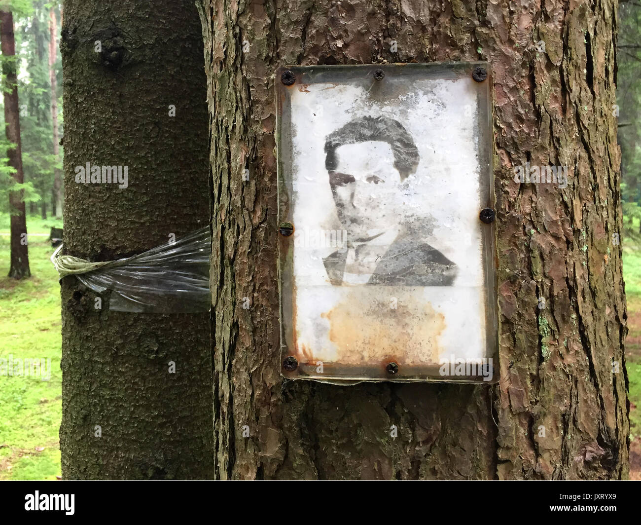 St. Petersburg, Russia. 13th Aug, 2017. A faded photograph of an unnamed man hangs on a tree in the Levashovo memorial site near St. Petersburg, Russia, 13 August 2017. Around 19,500 victims of the Stalinist Terror are buried in mass graves on the site. The Terror reached its fever pitch eighty years ago in 1937-1938. Photo: Friedemann Kohler/dpa/Alamy Live News Stock Photo