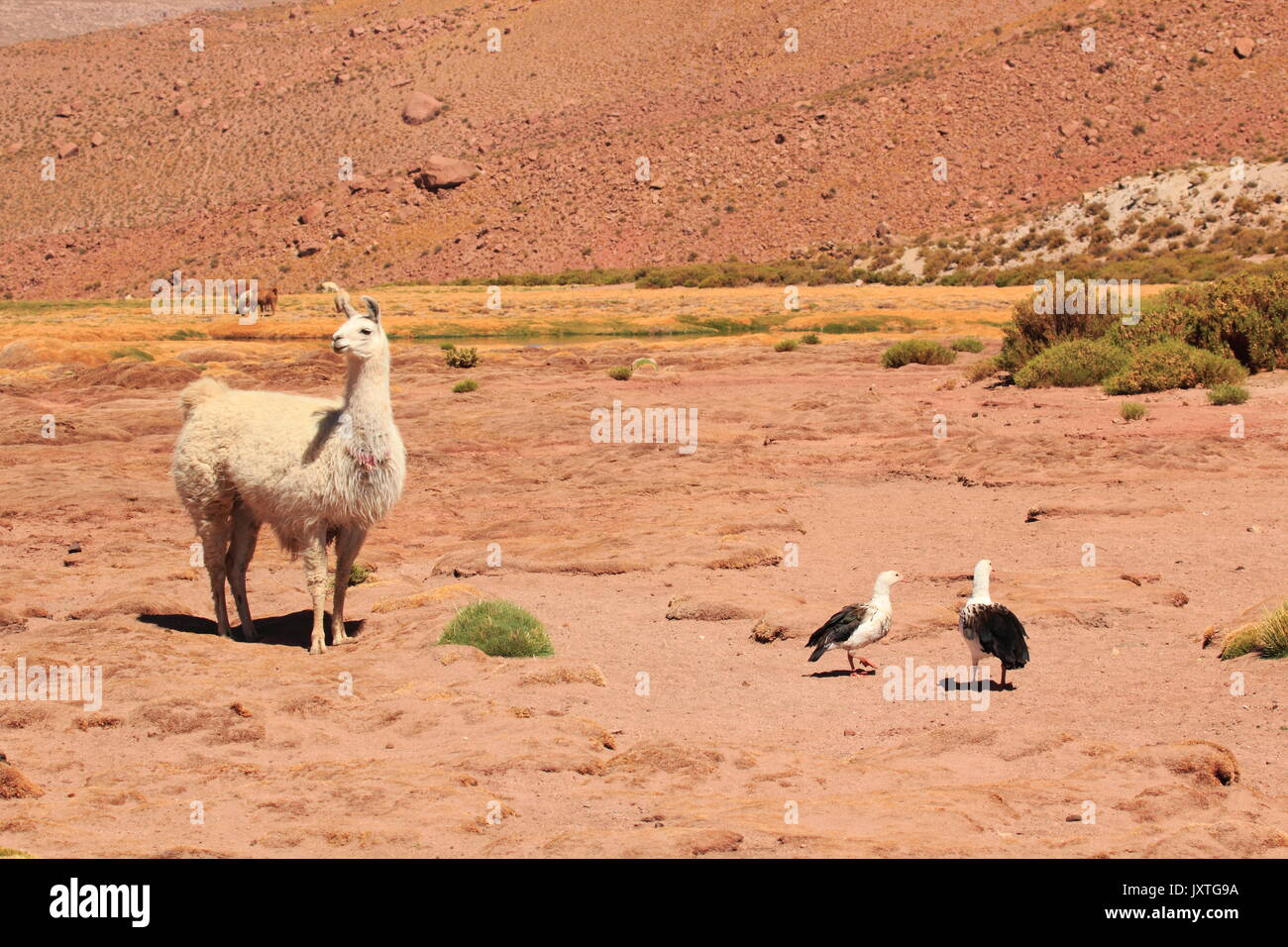 Couple d'ouettes des Andes et lamas dans le désert chilien aux  alentours de San Pedro de Atacama -   -   - Stock Photo