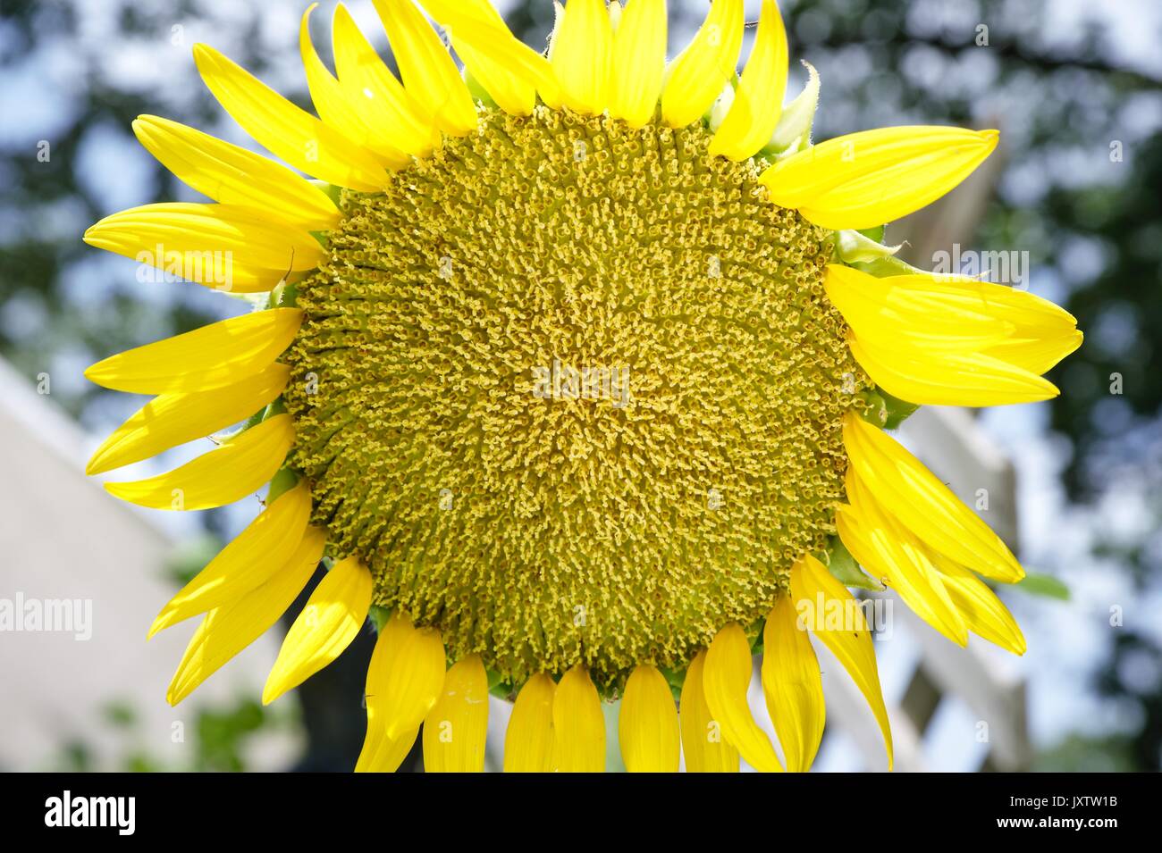 Sunflower closeup Stock Photo